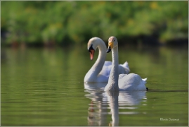 <p>LABUŤ ZPĚVNÁ (Cygnus cygnus) a LABUŤ VELKÁ (Cygnus olor) ---- /Whooper swan - Singschwan/</p>